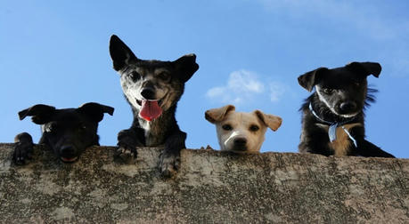 Pet Insurance,A Complete Guide to Protecting Your Furry Friends